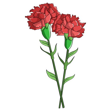 Red Carnation Flower It represents true love. . Easy simple carnation drawing